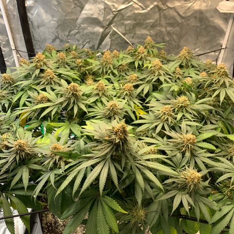 Seedsman White Widow growlog timeline photo