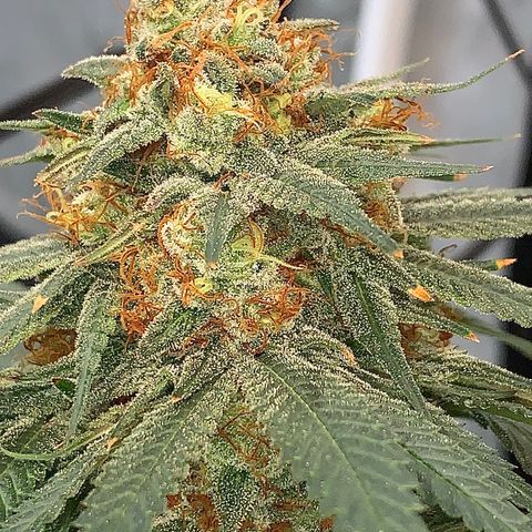 Seedsman White Widow growlog timeline photo