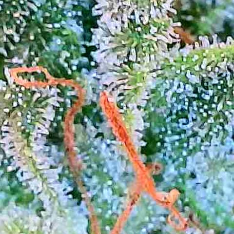 Seedsman White Widow growlog timeline photo