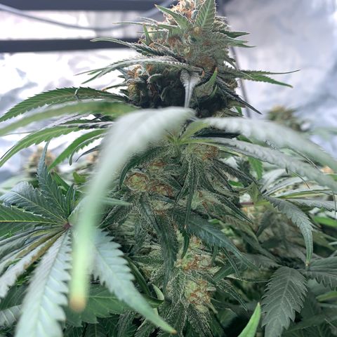 Seedsman White Widow growlog timeline photo