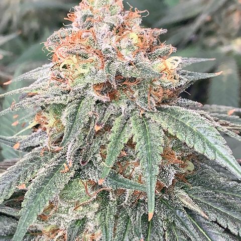 Seedsman White Widow growlog timeline photo