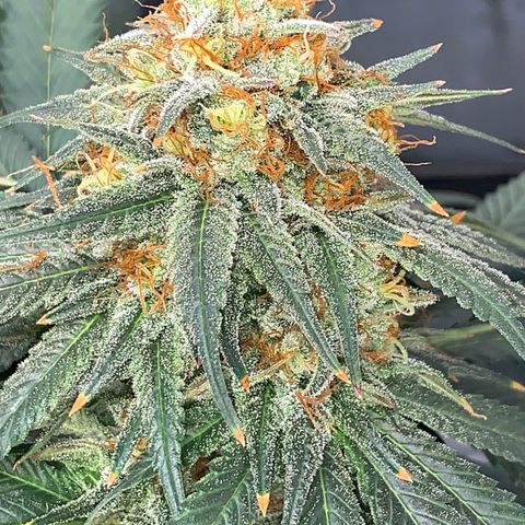 Seedsman White Widow growlog timeline photo