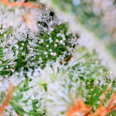 Seedsman White Widow growlog photo: Looking beautiful and ready!