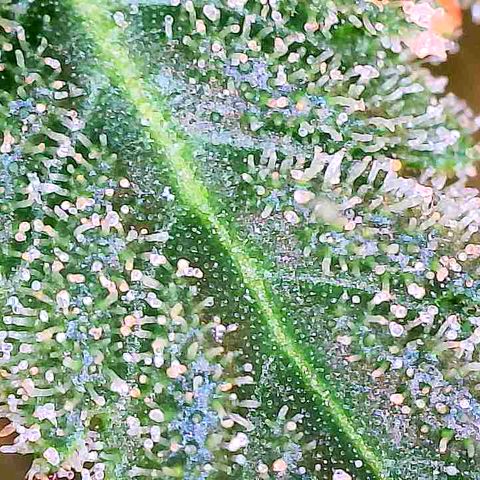 Seedsman White Widow growlog photo: Looking beautiful and ready!