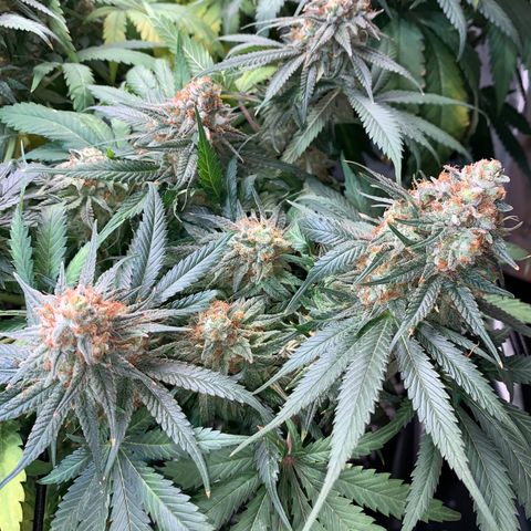 Seedsman White Widow growlog photo: Looking beautiful and ready!