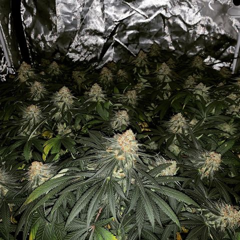 Seedsman White Widow growlog photo: Night before planned harvest!