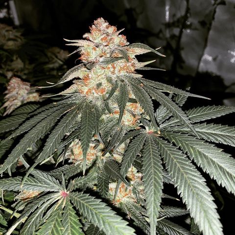 Seedsman White Widow growlog photo: Night before planned harvest!