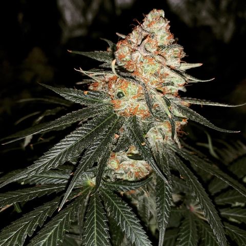 Seedsman White Widow growlog photo: Night before planned harvest!