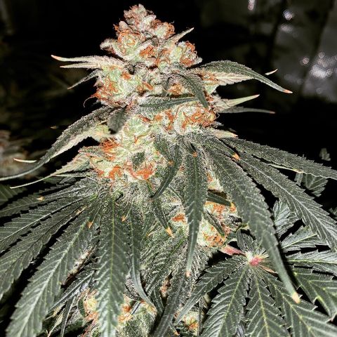 Seedsman White Widow growlog photo: Night before planned harvest!