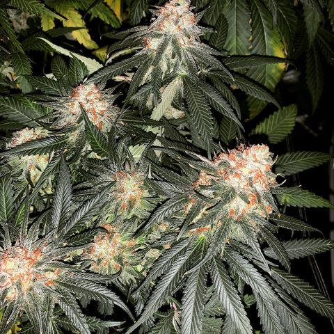 Seedsman White Widow growlog photo: Night before planned harvest!