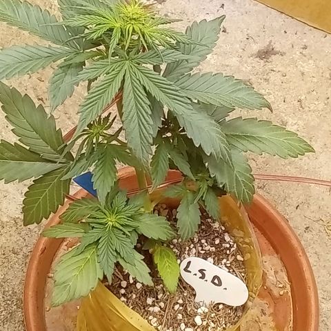 LSD Auto growlog timeline photo