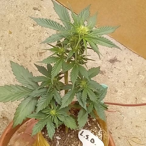 LSD Auto growlog timeline photo