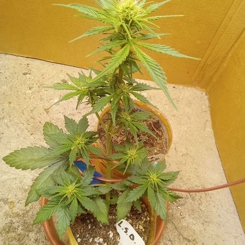 LSD Auto growlog timeline photo