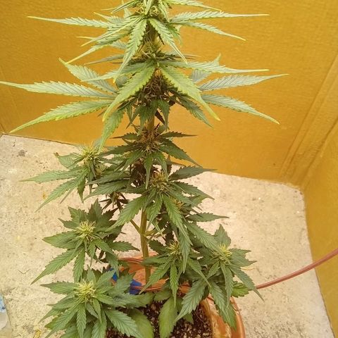 LSD Auto growlog timeline photo
