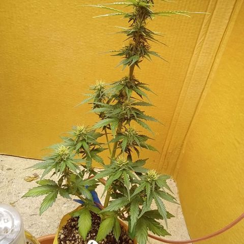 LSD Auto growlog timeline photo