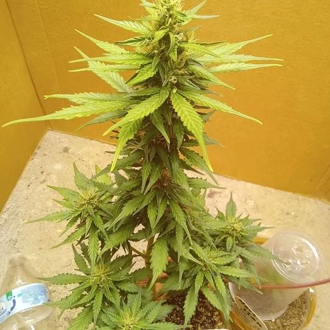 LSD Auto growlog timeline photo