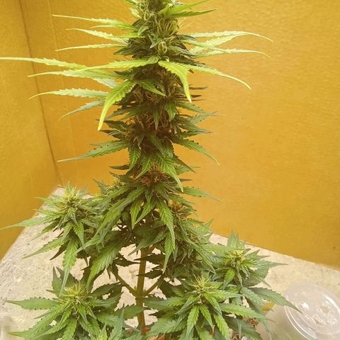 LSD Auto growlog timeline photo