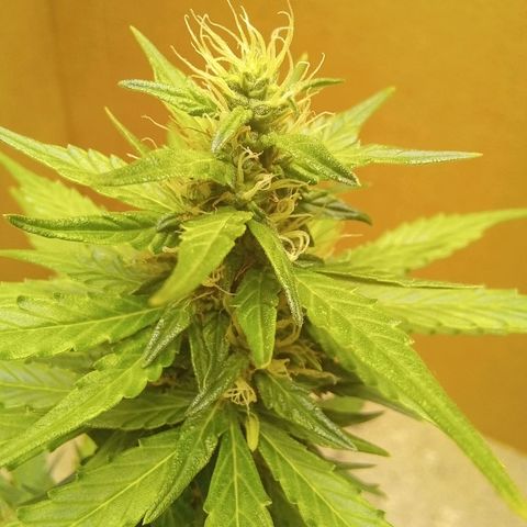 LSD Auto growlog timeline photo