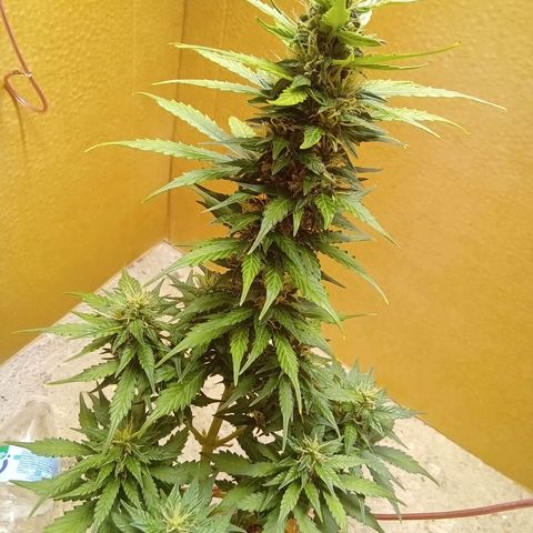 LSD Auto growlog timeline photo