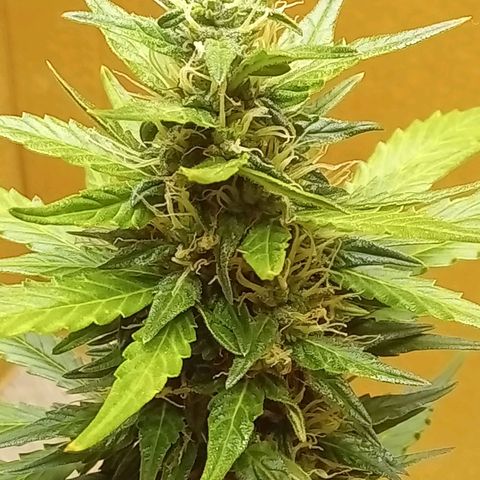 LSD Auto growlog timeline photo