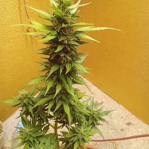 LSD Auto growlog timeline photo
