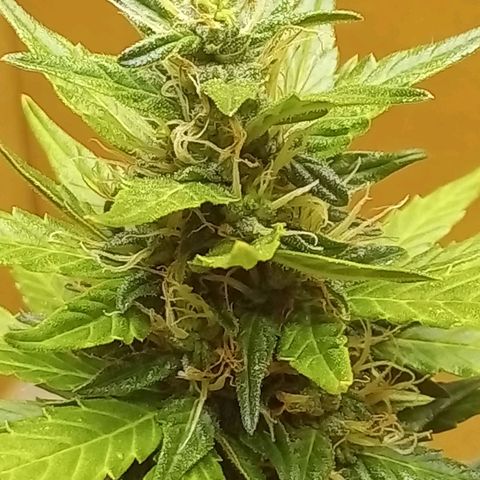 LSD Auto growlog timeline photo