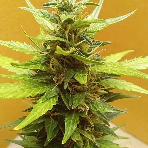 LSD Auto growlog timeline photo