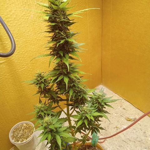 LSD Auto growlog timeline photo