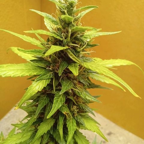 LSD Auto growlog timeline photo
