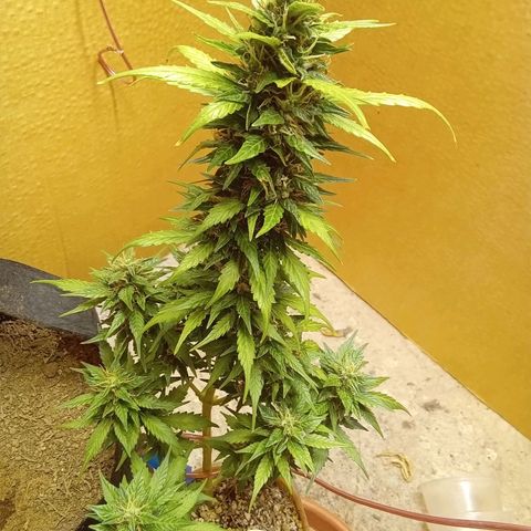 LSD Auto growlog timeline photo