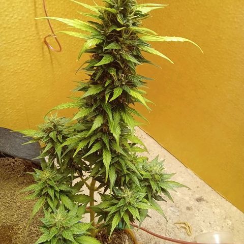 LSD Auto growlog timeline photo