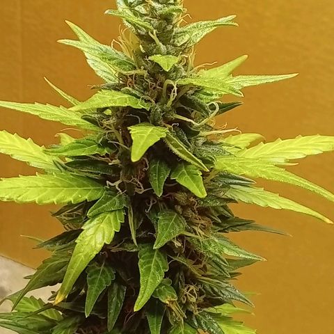 LSD Auto growlog timeline photo