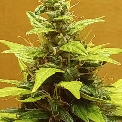 LSD Auto growlog timeline photo
