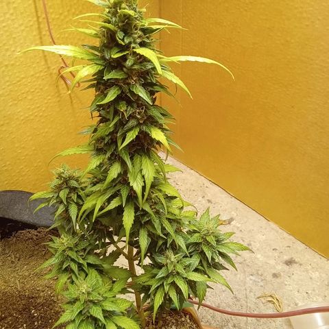 LSD Auto growlog timeline photo