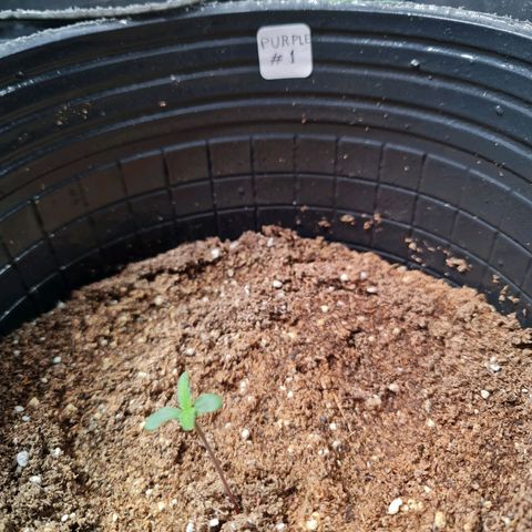Auto Purple  #1 growlog timeline photo