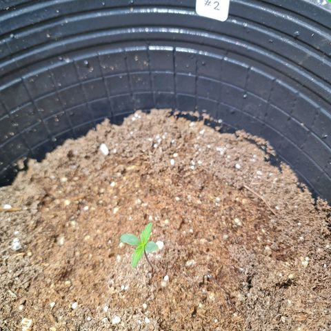 Auto Purple  #2 growlog timeline photo