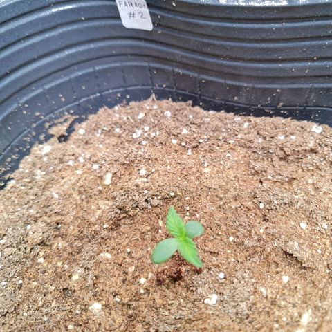 Auto Faraon #2 growlog timeline photo