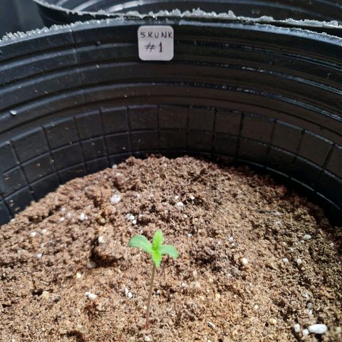 Auto Super Skunk #1 growlog timeline photo
