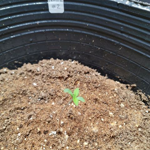 Auto Critical #2 growlog timeline photo