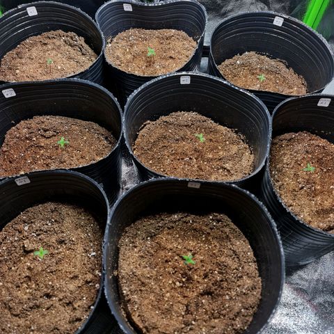 Auto Faraon #2 growlog timeline photo