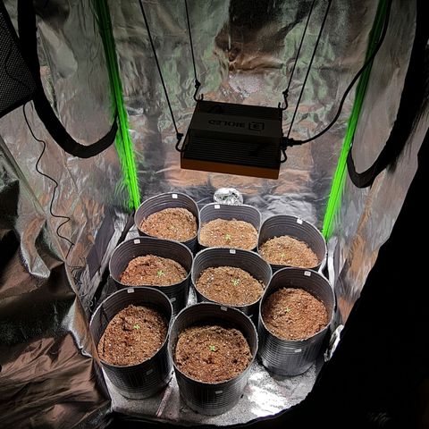 Auto Faraon #2 growlog timeline photo