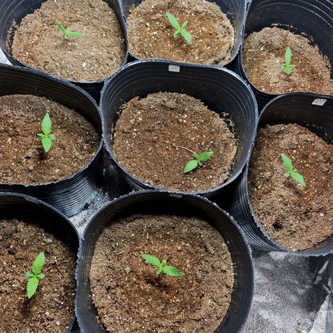 Auto Faraon #2 growlog timeline photo
