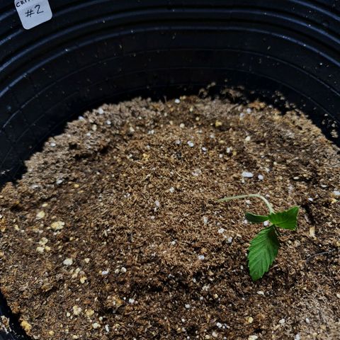 Auto Critical #2 growlog timeline photo