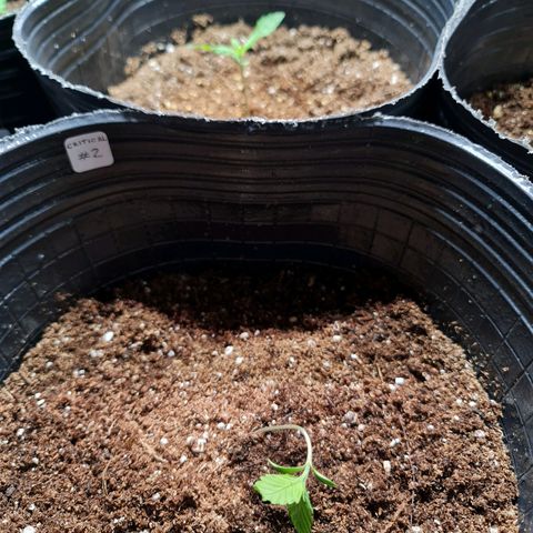 Auto Critical #2 growlog timeline photo