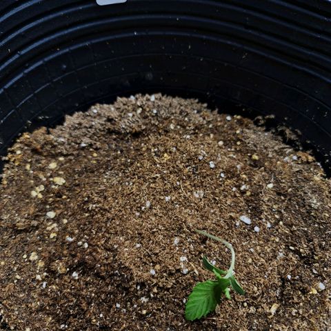 Auto Critical #2 growlog timeline photo