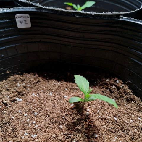 Auto Critical #2 growlog photo: 20hs