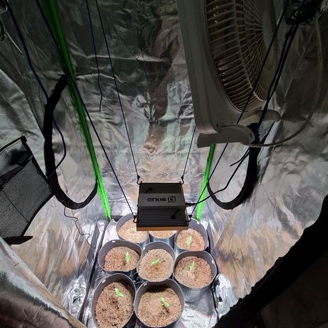Auto Faraon #2 growlog timeline photo
