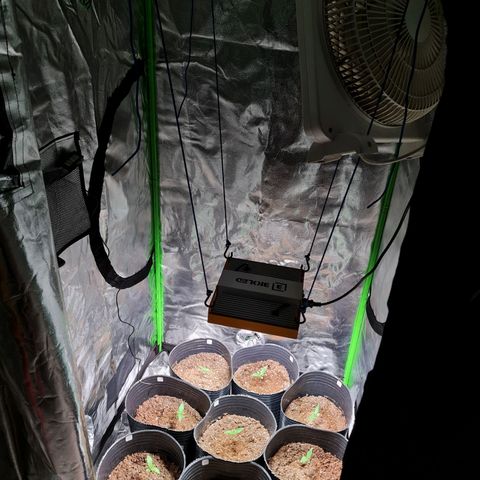 Auto Faraon #2 growlog timeline photo