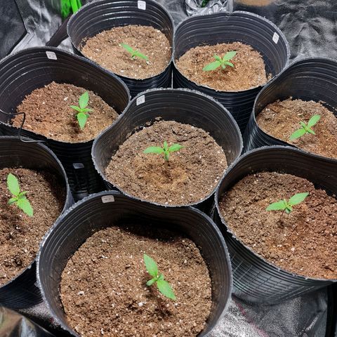 Auto Faraon #2 growlog timeline photo