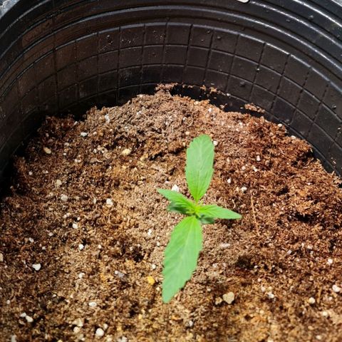 Auto Purple  #2 growlog timeline photo